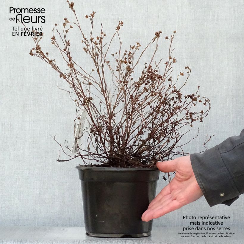 Spécimen de Potentilla fruticosa Princess Pink Queen - Potentille arbustive Pot de 2L/3L tel que livré en hiver