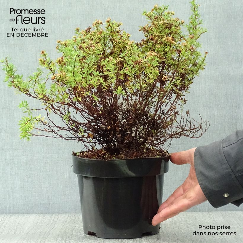 Spécimen de Potentille arbustive Bella Sol - Potentilla fruticosa Pot de 2L/3L tel que livré en hiver