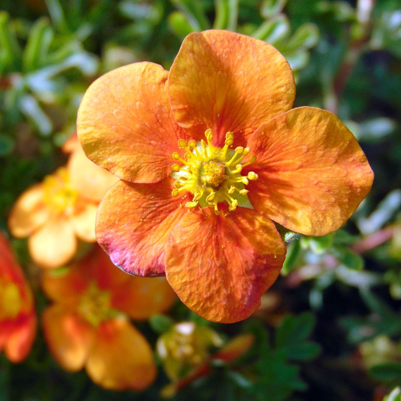 Potentille arbustive Hopley's Orange (Floraison)