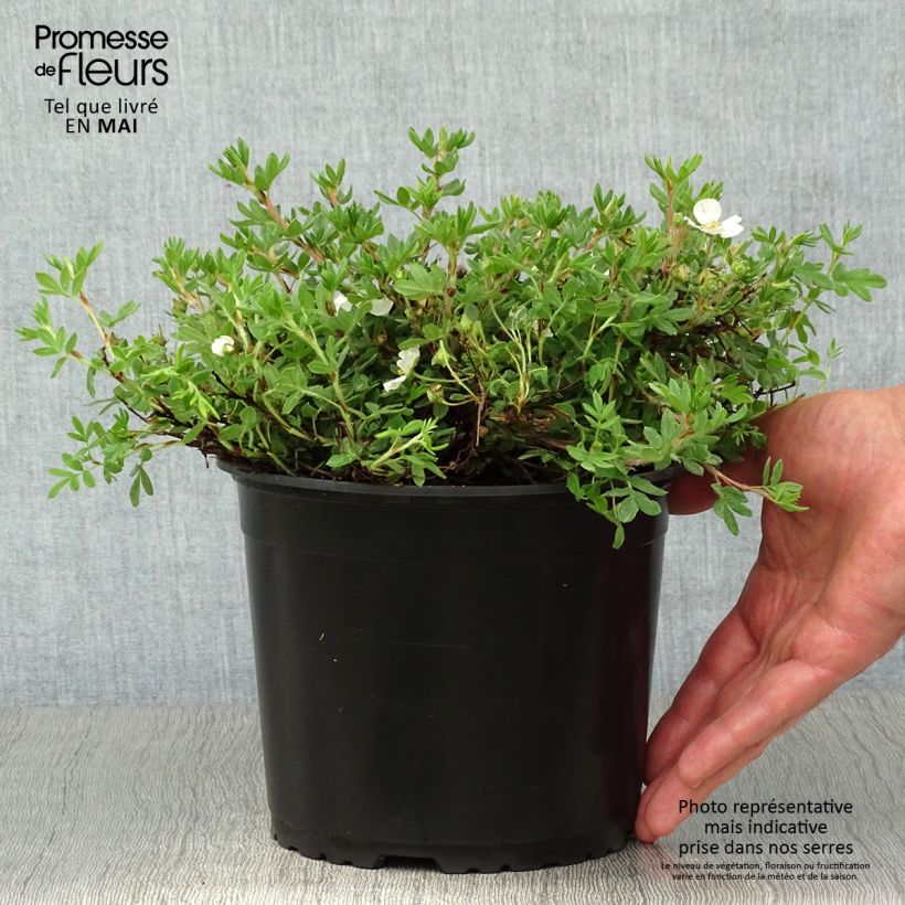 Spécimen de Potentille arbustive - Potentilla fruticosa Bella Bianca Pot de 2L/3L tel que livré au printemps