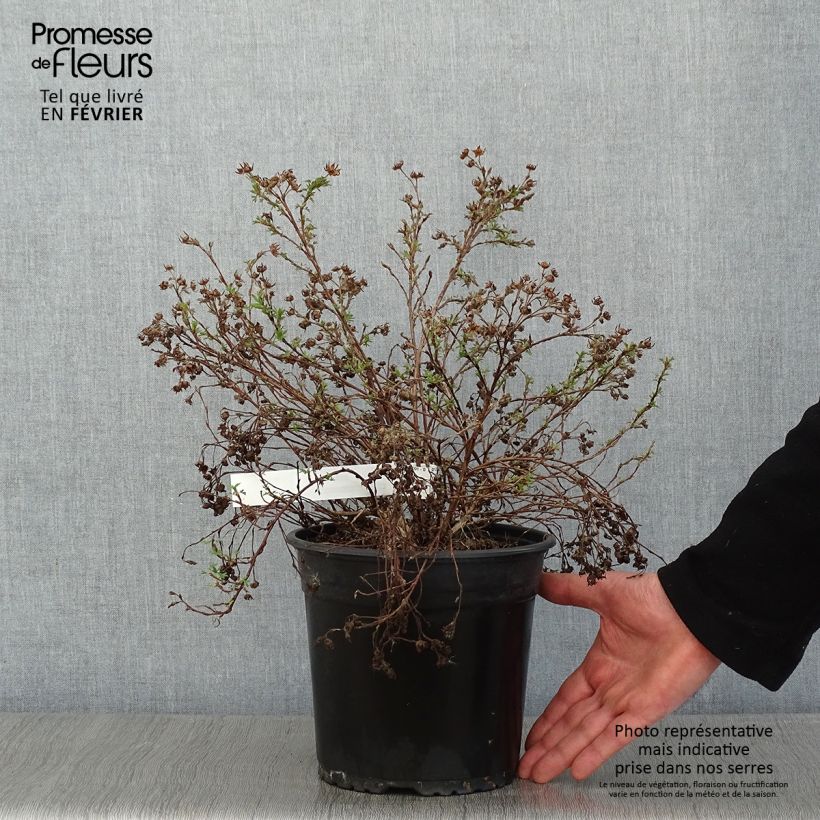 Spécimen de Potentille arbustive - Potentilla fruticosa Creamissima Pot de 4L/5L tel que livré en hiver