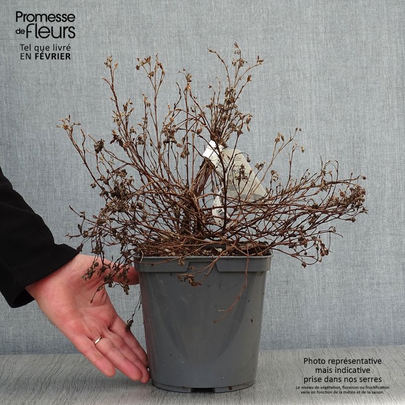 Spécimen de Potentille arbustive - Potentilla fruticosa Double Punch Peach Pot de 3L/4L tel que livré en hiver