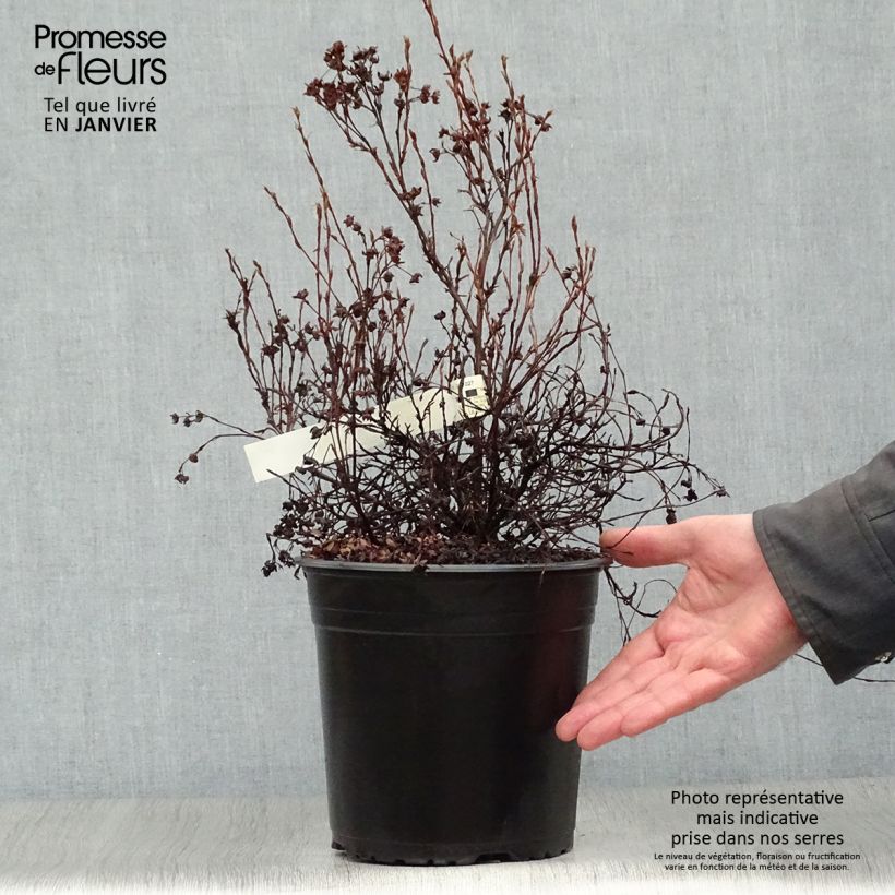 Spécimen de Potentille arbustive - Potentilla fruticosa Red'issima Pot de 4L/5L tel que livré en hiver
