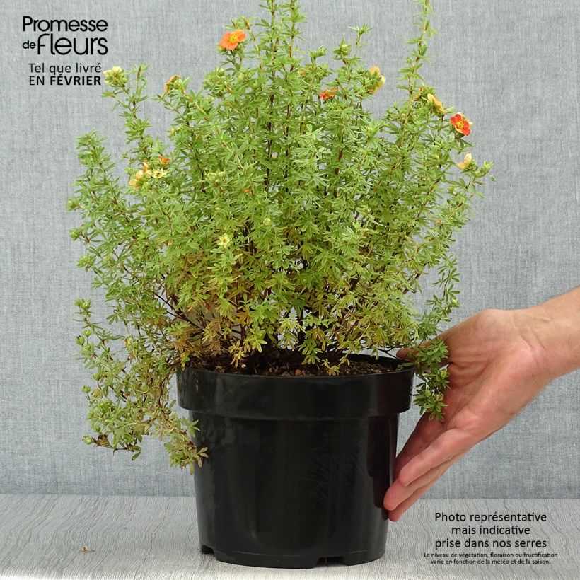 Spécimen de Potentilla fruticosa Orangissima - Potentille arbustive Pot de 4L/5L tel que livré en automne