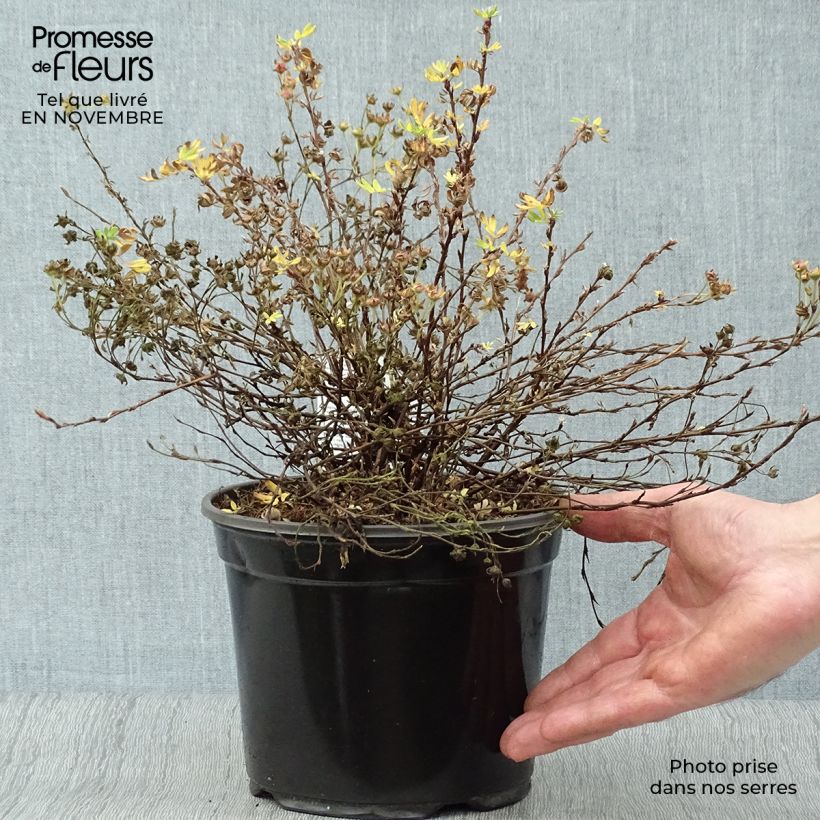 Spécimen de Potentilla fruticosa Abbotswood- Potentille arbustive Pot de 2L/3L tel que livré en automne