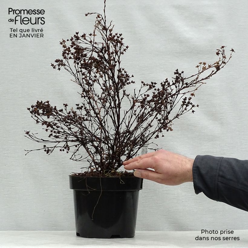 Spécimen de Potentilla fruticosa Abbotswood- Potentille arbustive Pot de 2L/3L tel que livré en hiver