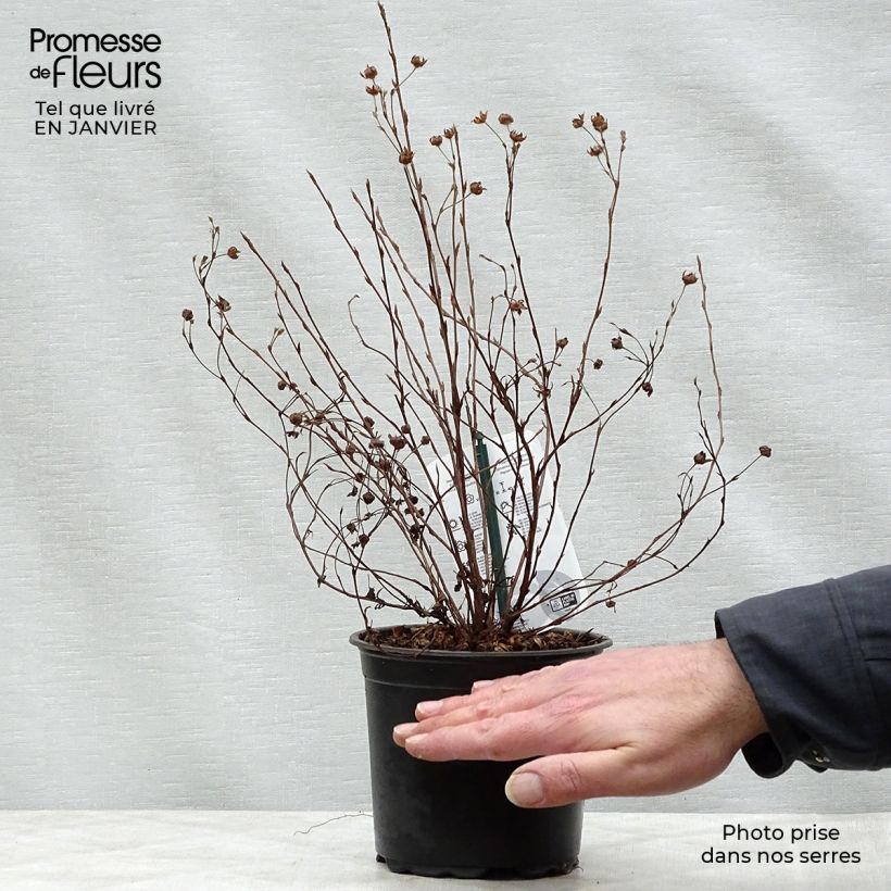 Spécimen de Potentilla fruticosa Abbotswood- Potentille arbustive Pot de 1L/1,5L tel que livré en hiver