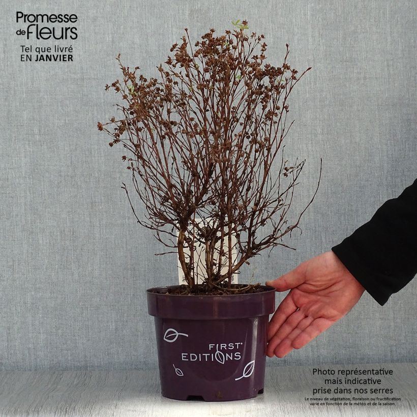 Spécimen de Potentilla fruticosa Mandarin Tango - Potentille arbustive Pot de 2L/3L tel que livré en hiver
