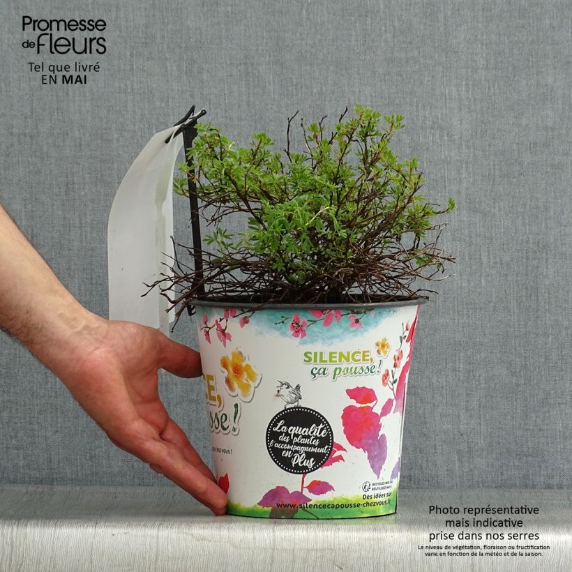 Spécimen de Potentilla fruticosa Orangissima - Potentille arbustive Pot de 4L/5L tel que livré au printemps