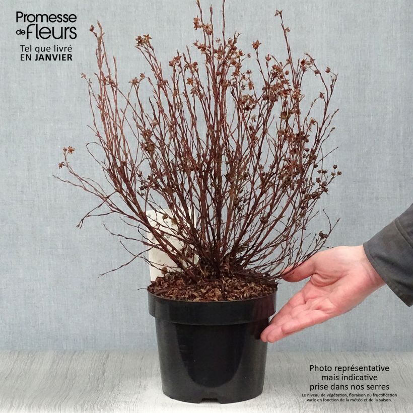 Spécimen de Potentilla fruticosa Pink Paradise - Potentille arbustive Pot de 2L/3L tel que livré en hiver