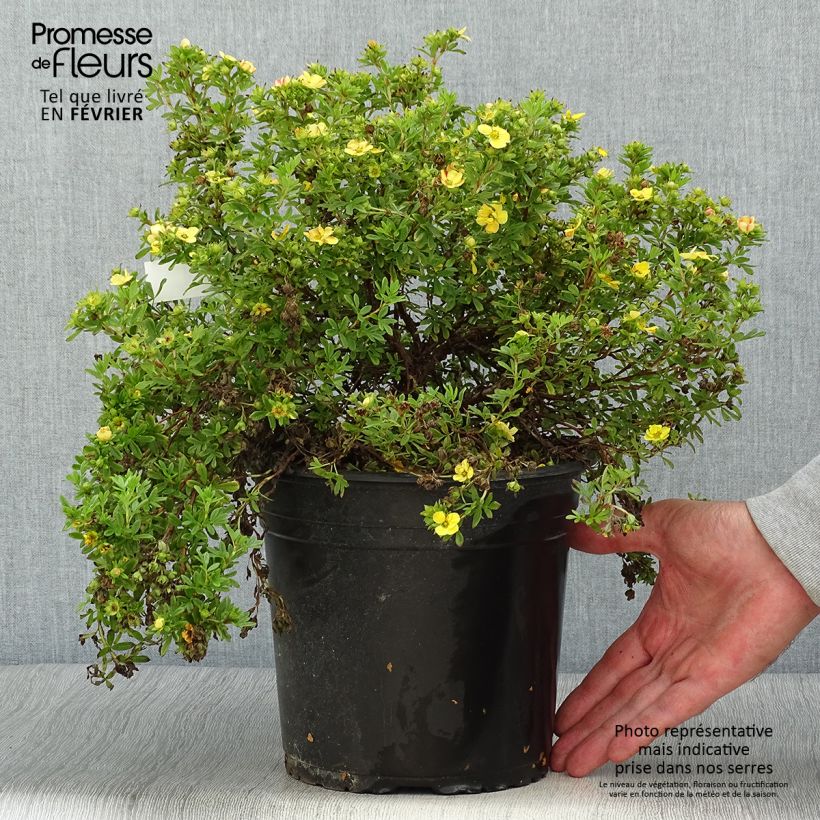 Spécimen de Potentilla fruticosa Solar'issima - Potentille arbustive Pot de 4L/5L tel que livré en automne