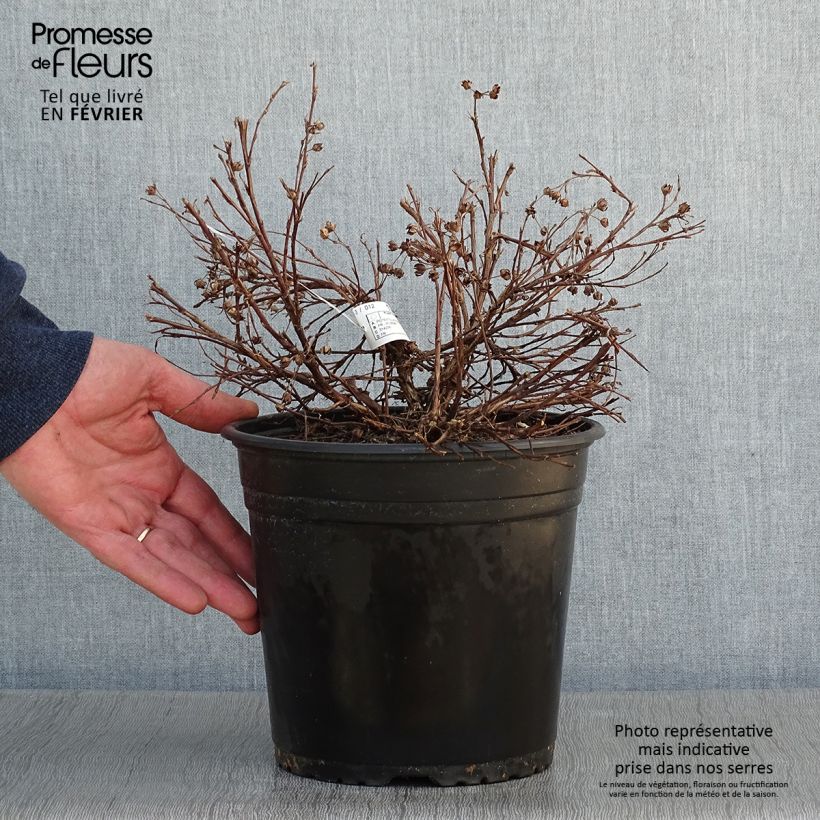 Spécimen de Potentilla fruticosa Solar'issima - Potentille arbustive Pot de 4L/5L tel que livré en hiver