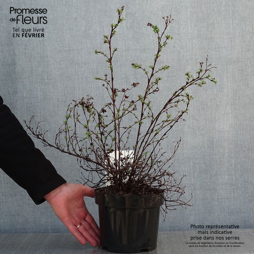 Spécimen de Potentilla fruticosa Sommerflor- Potentille arbustive Pot de 2L/3L tel que livré en hiver
