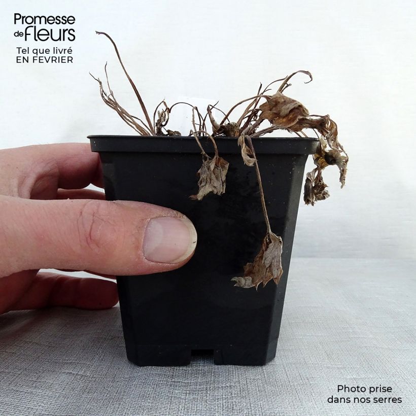 Spécimen de Potentille sanguine - Potentilla atrosanguinea Godet de 8/9 cm tel que livré en hiver