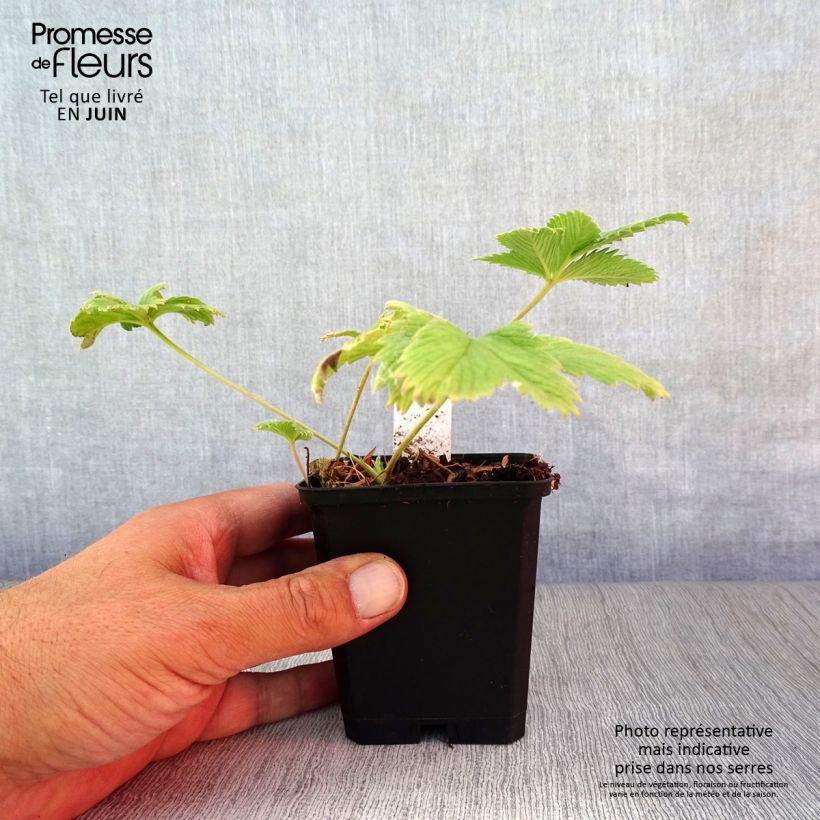 Spécimen de Potentille vivace - Potentilla William Rollisson Godet de 8/9 cm tel que livré en été