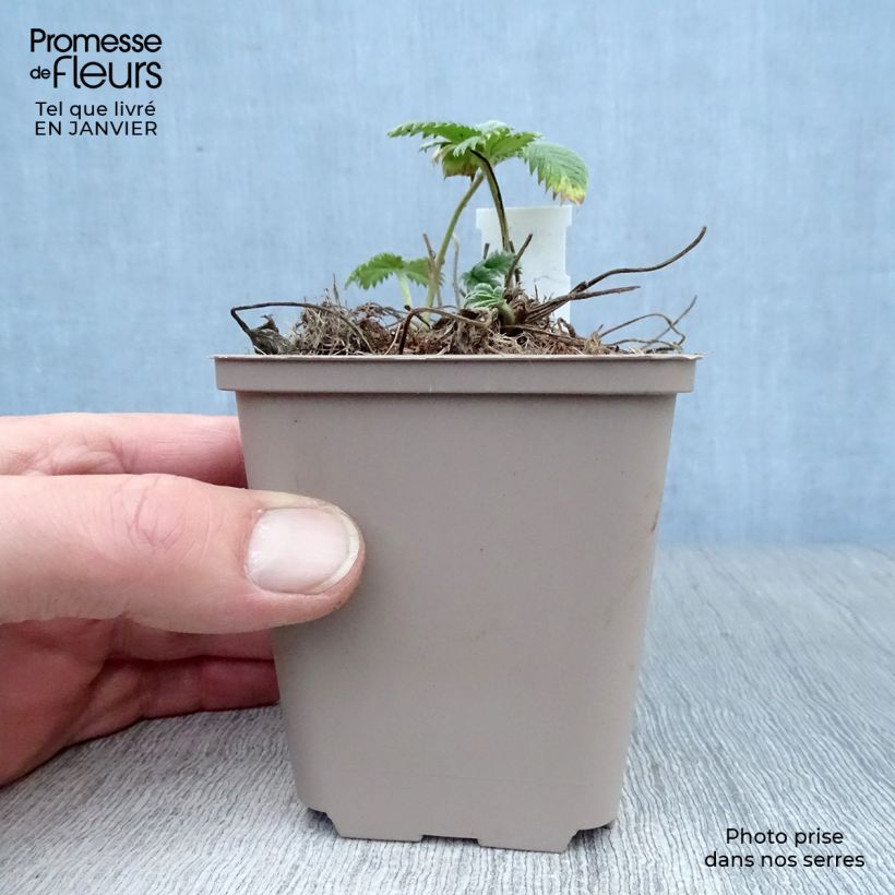 Spécimen de Potentille vivace - Potentilla William Rollisson Godet de 8/9 cm tel que livré en hiver