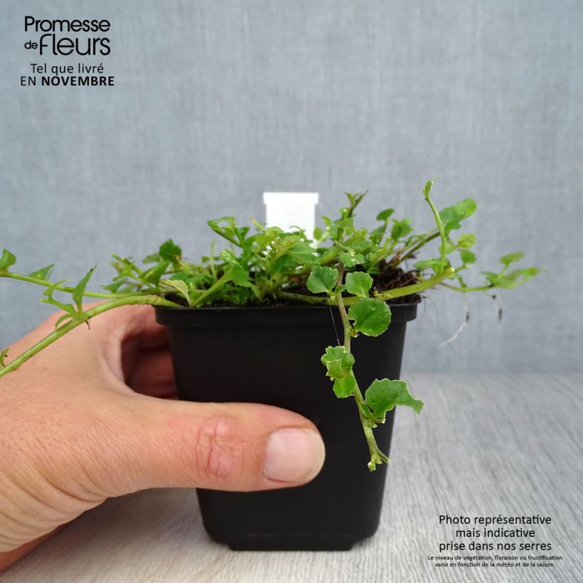 Spécimen de Pratia angulata Godet de 8/9 cm tel que livré en automne