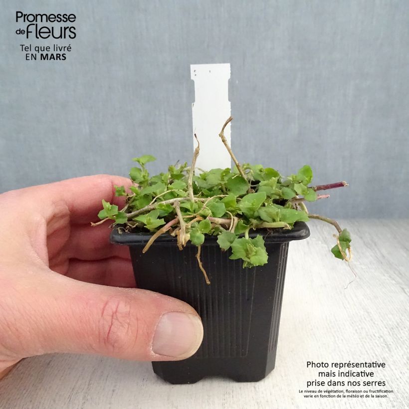 Spécimen de Pratia pedunculata Alba Godet de 8/9 cm tel que livré au printemps