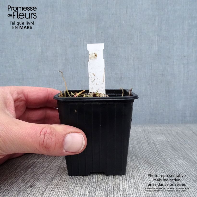 Spécimen de Pratia pedunculata Alba Godet de 8/9 cm tel que livré en hiver