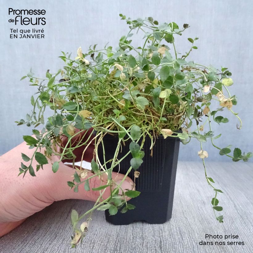 Spécimen de Pratia pedunculata County Park Godet de 8/9 cm tel que livré en hiver