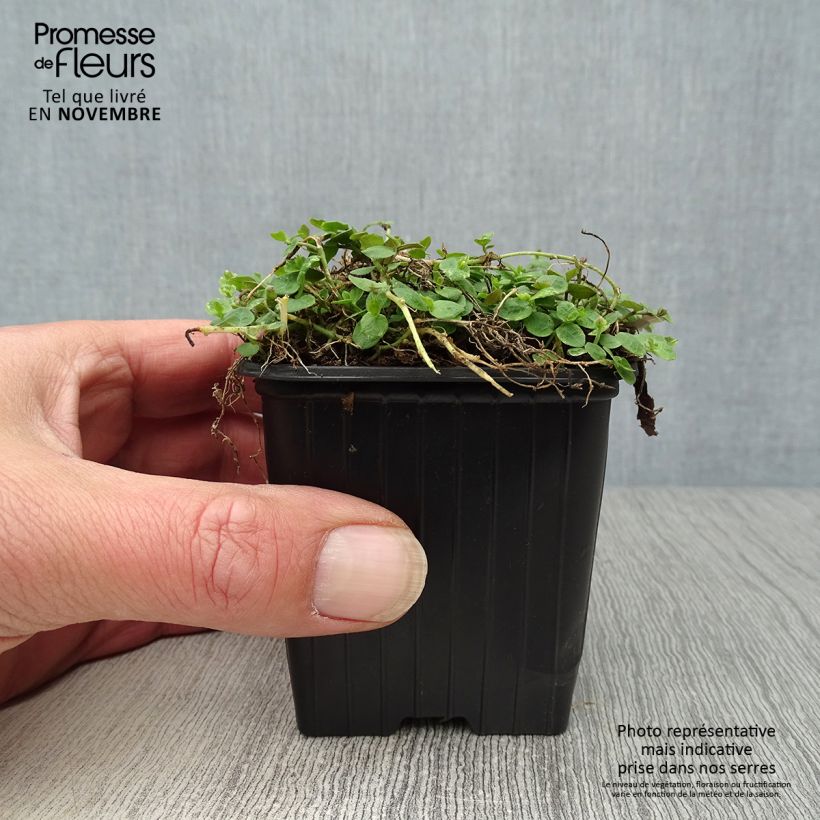 Spécimen de Pratia pedunculata Godet de 8/9 cm tel que livré en automne