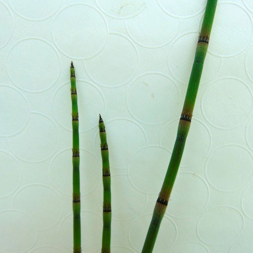 Equisetum hyemale (Folhagem)