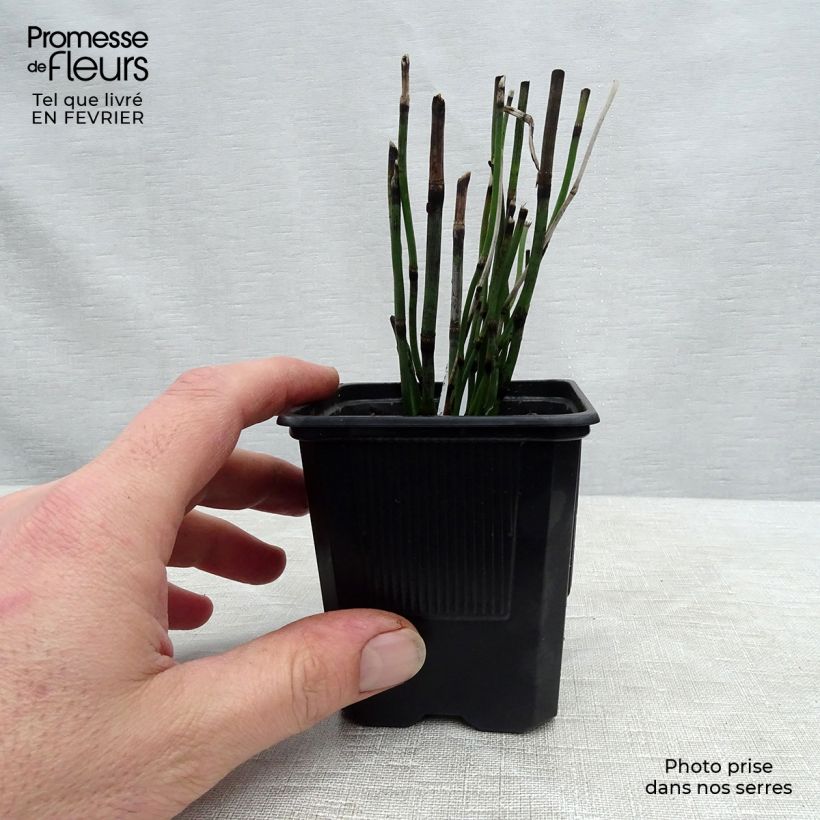 Spécimen de Prêle d'hiver - Equisetum hyemale (japonicum) Godet de 8/9 cm tel que livré en hiver
