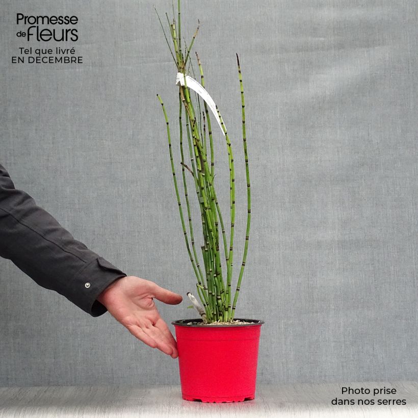 Spécimen de Prêle d'hiver - Equisetum hyemale (japonicum) Pot de 2L/3L tel que livré en hiver