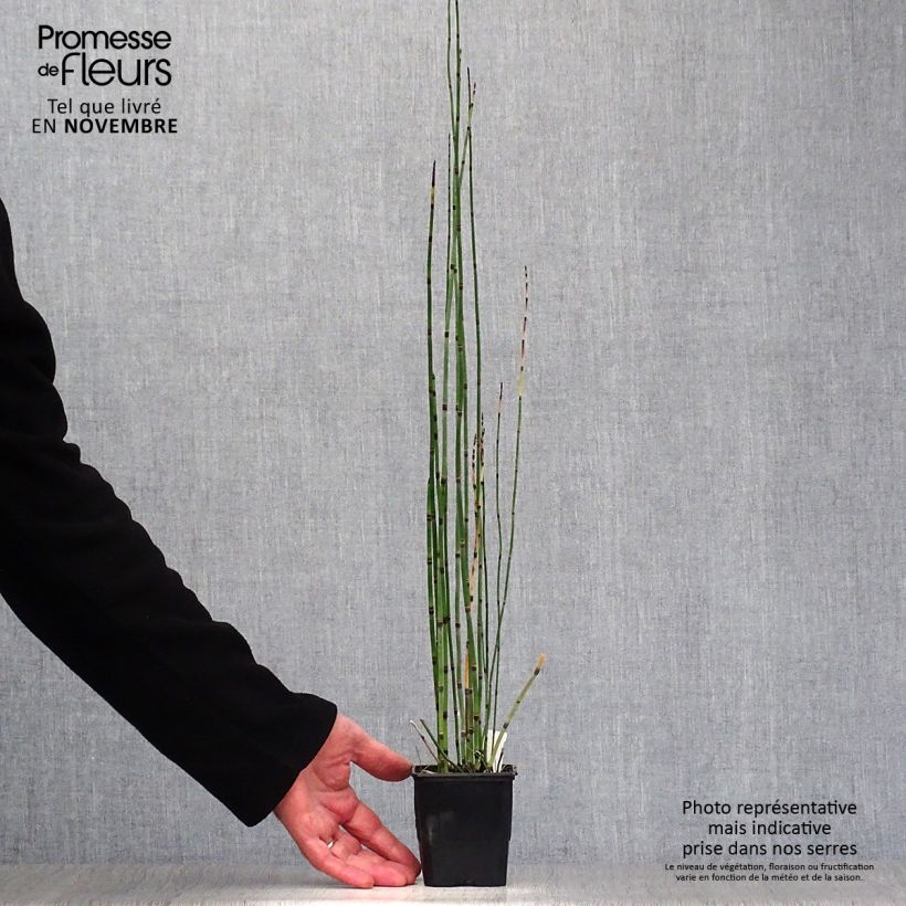 Spécimen de Prêle d'hiver - Equisetum hyemale (japonicum) Godet de 8/9 cm tel que livré en automne