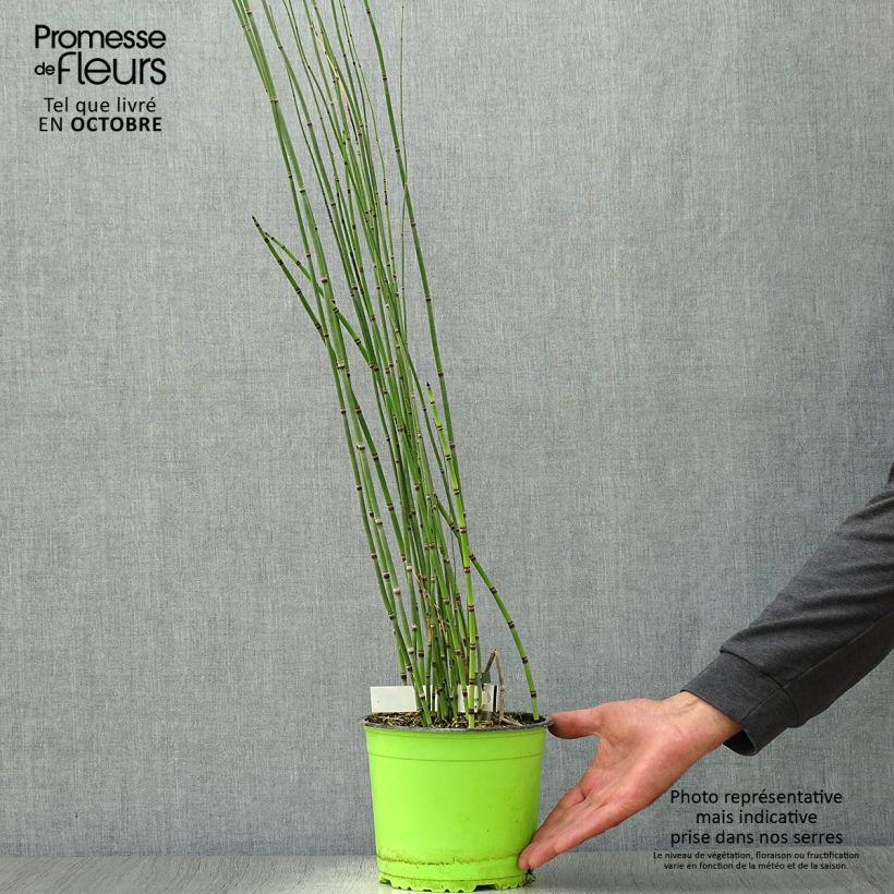 Spécimen de Prêle d'hiver - Equisetum hyemale (japonicum) Pot de 2L/3L tel que livré en automne