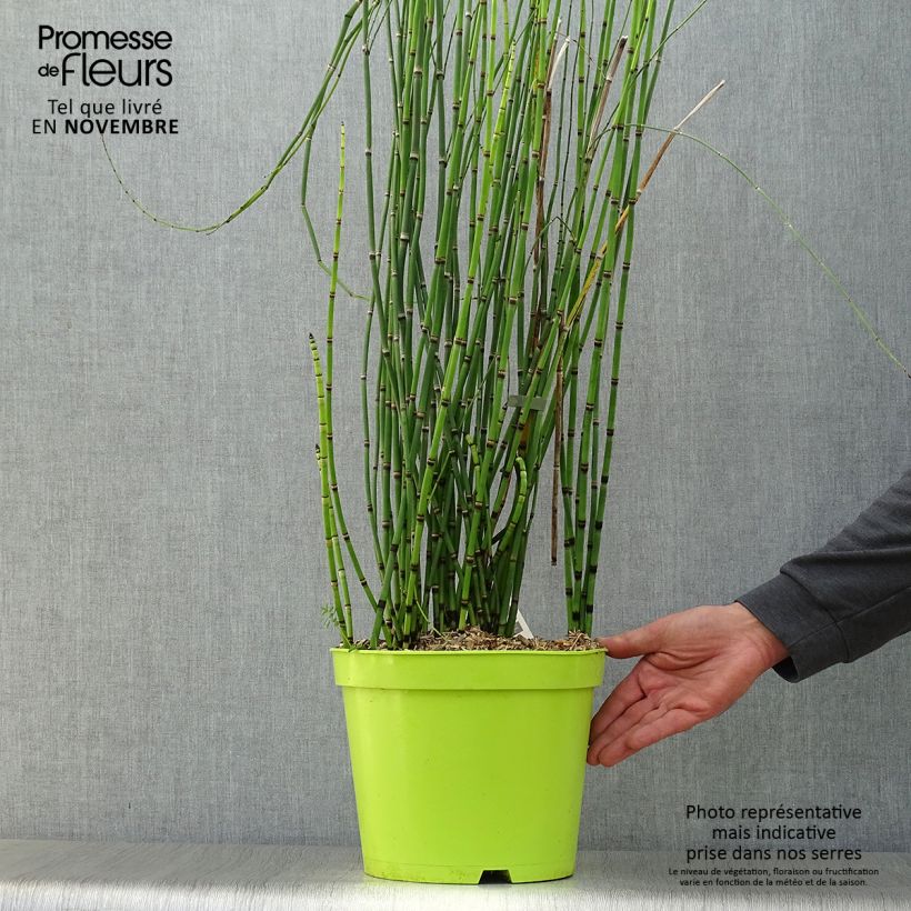 Spécimen de Prêle d'hiver - Equisetum hyemale (japonicum) Pot de 7,5L/10L tel que livré en automne