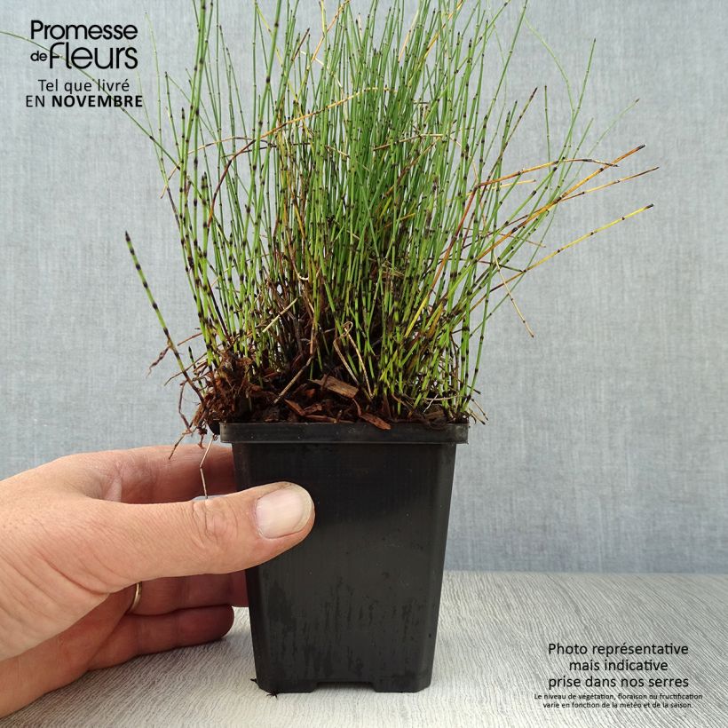 Spécimen de Prêle japonaise naine - Equisetum scirpoides Godet de 8/9 cm tel que livré en automne