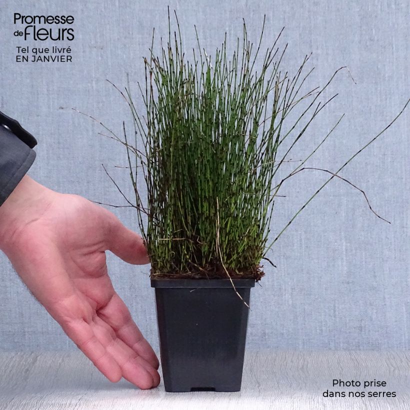 Spécimen de Prêle japonaise naine - Equisetum scirpoides Godet de 8/9 cm tel que livré en hiver