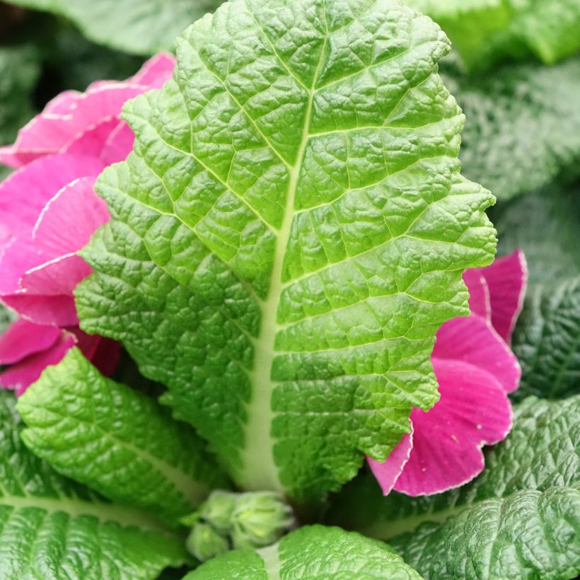 Primevère - Primula acaulis Plums & Custard (Feuillage)
