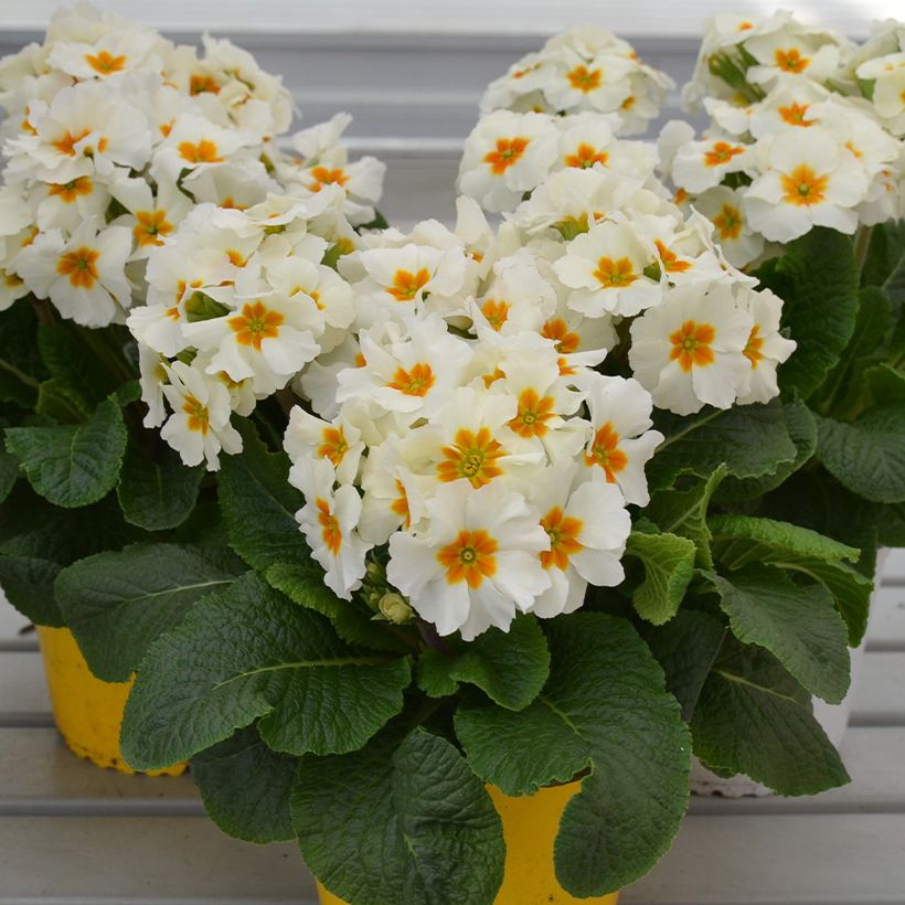 Primevère - Primula elatior Colibri White (Port)