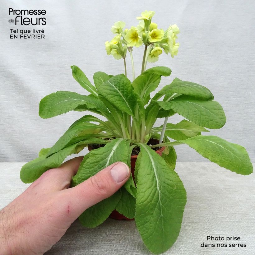 Spécimen de Primevère - Primula elatior Veristar Lemon Godet de 8/9 cm tel que livré en hiver
