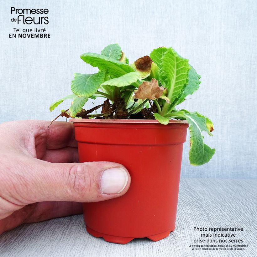 Spécimen de Primevère - Primula elatior Veristar Yellow Godet de 8/9 cm tel que livré en automne