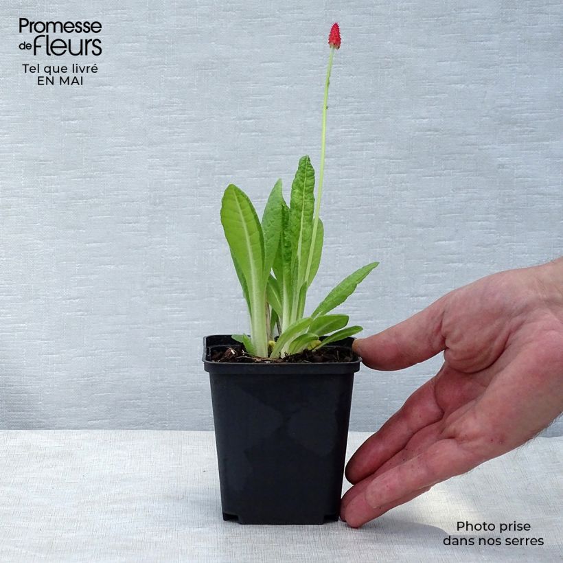 Spécimen de Primevère - Primula vialii Godet de 7/8 cm tel que livré au printemps
