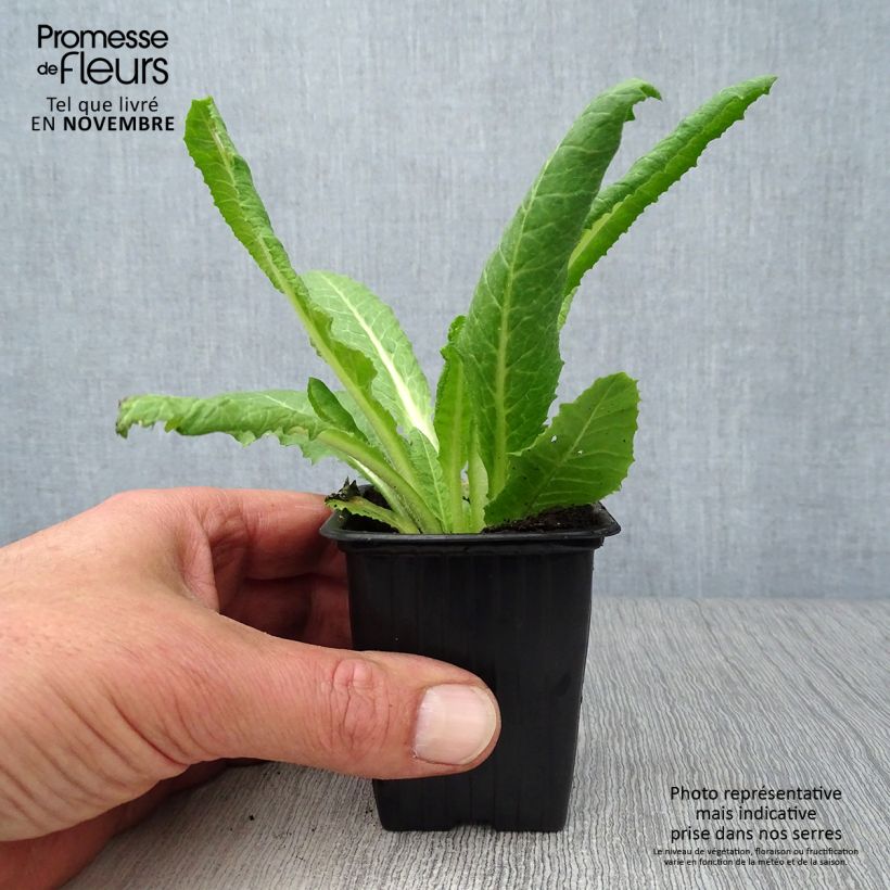 Spécimen de Primevère - Primula vialii Godet de 7/8 cm tel que livré en automne