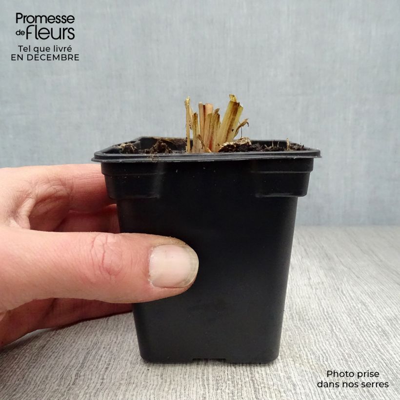 Spécimen de Primevère - Primula vialii Godet de 7/8 cm tel que livré en hiver