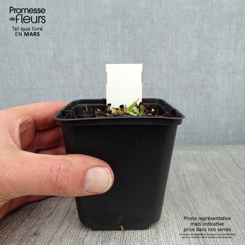 Spécimen de Primevère Prom Lilac - Primula denticulata Godet de 8/9 cm tel que livré en hiver