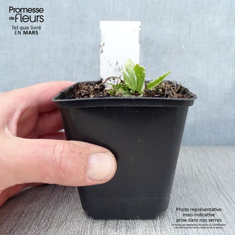 Spécimen de Primevère Prom Lilac - Primula denticulata Godet de 8/9 cm tel que livré au printemps