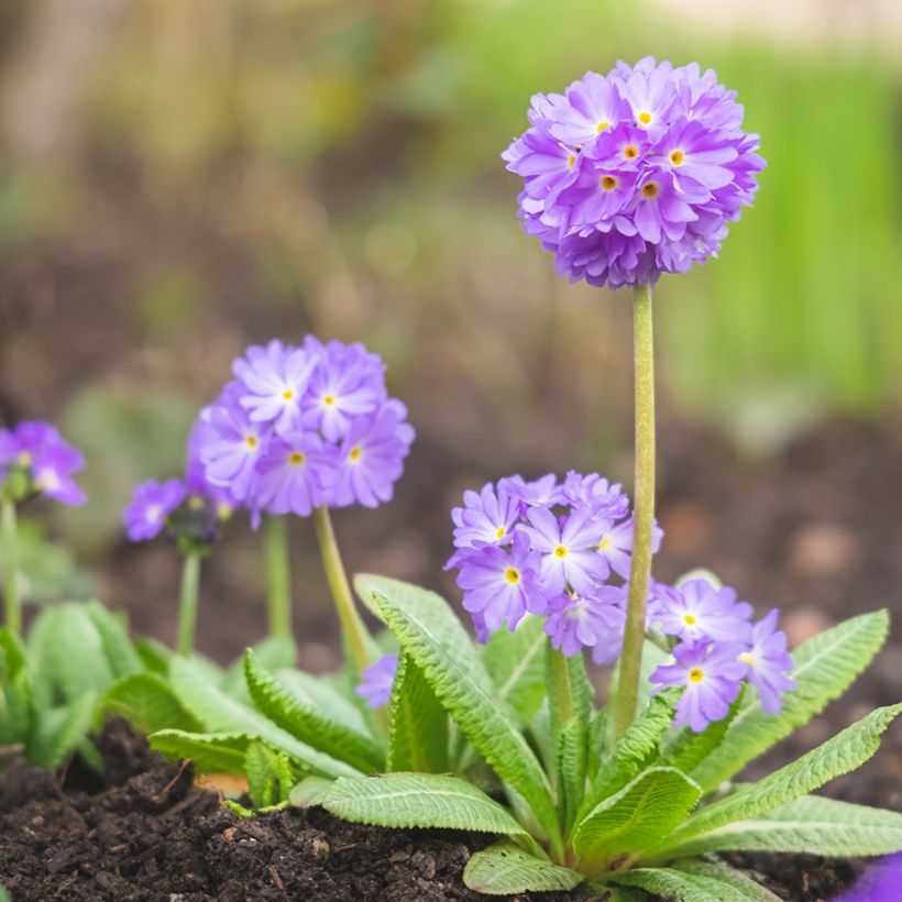Primevère Prom Lilac - Primula denticulata (Port)