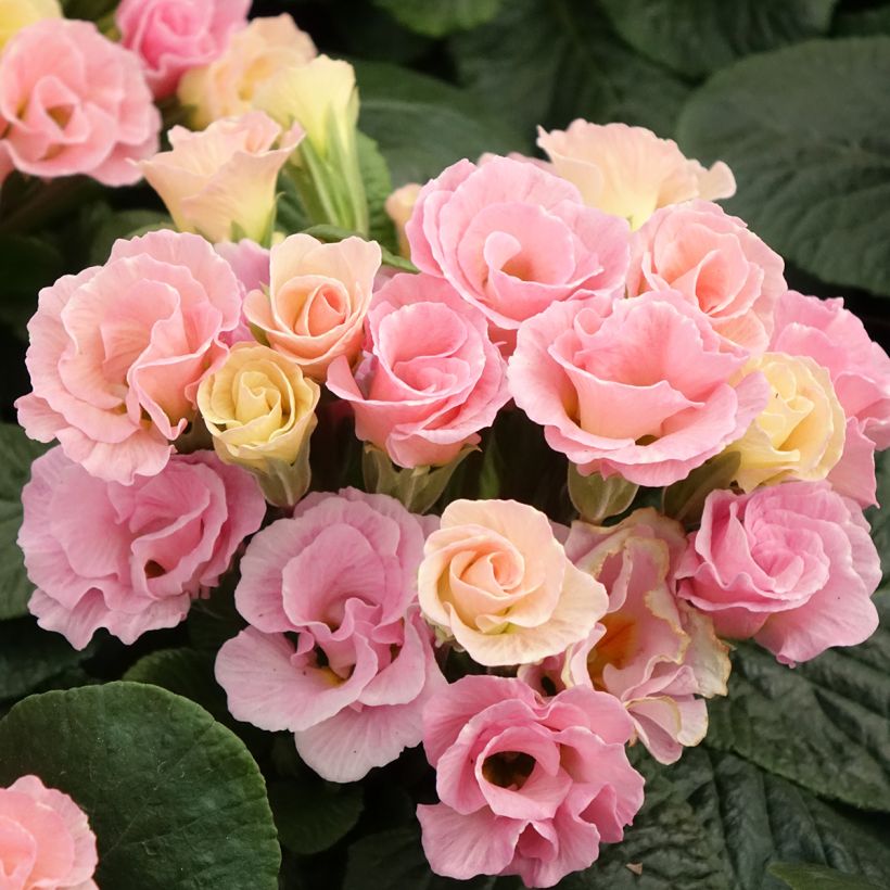 Primevère Rosebud F1 Tutti frutti - Primula acaulis (Floraison)