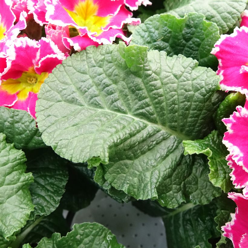 Primevère Sweetie - Primula acaulis (Feuillage)