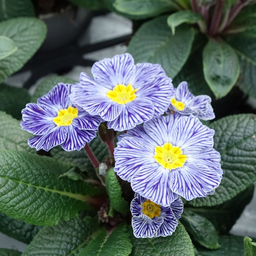 Primevère Zebra Blue miini-motte - Mini-Mottes (Floraison)