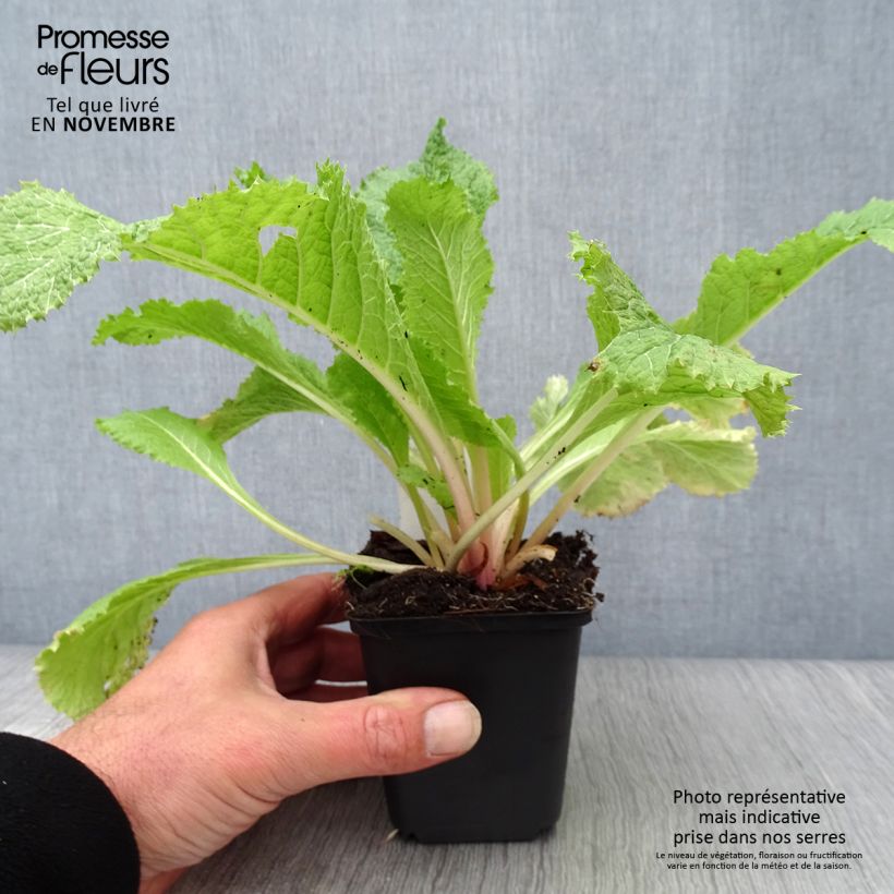 Spécimen de Primevere candélabre - Primula japonica Alba Godet de 8/9 cm tel que livré en automne