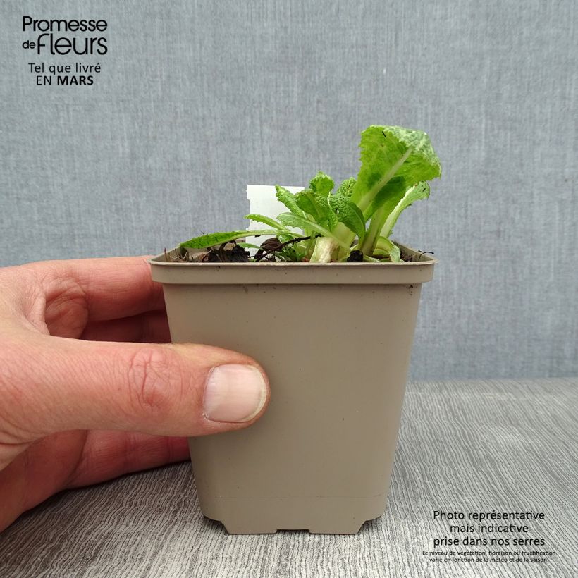 Spécimen de Primevère candélabre - Primula pulverulenta Godet de 8/9 cm tel que livré en hiver