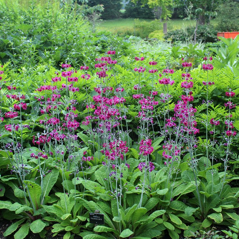 Primevère candélabre - Primula pulverulenta (Port)