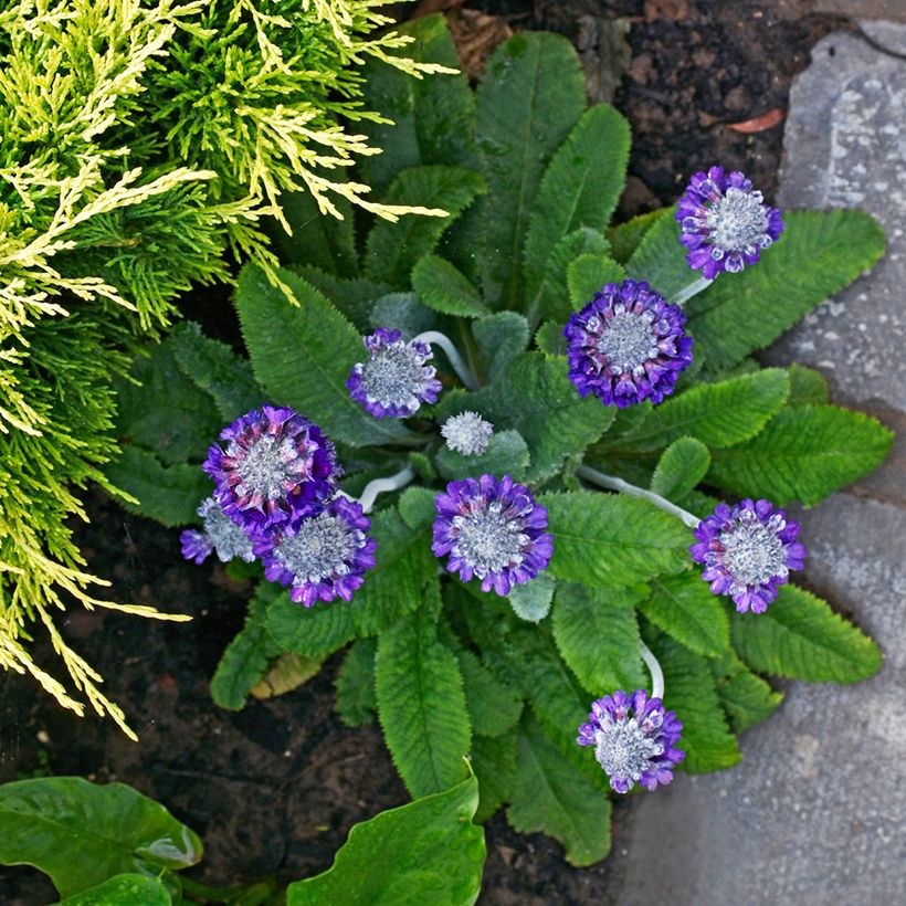 Primevère de l'Himalaya - Primula capitata mooreana (Port)